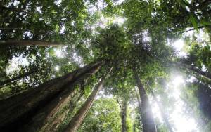 Pohon Sakti Ulin Tak Lagi Dilindungi, Bagaimana Nasib Selanjutnya?