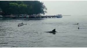 30 Ekor Lumba-lumba Hidung Botol Muncul di Kepulauan Seribu