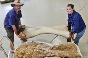 Fosil Spesies Baru Dinosaurus Terbesar Ditemukan di Australia