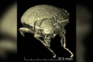Spesies Kumbang Berusia 230 Juta Tahun Ditemukan di Kotoran Dinosaurus