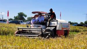 Pemerintah Berikan Subsidi untuk Gabah Petani yang Harganya Jatuh 