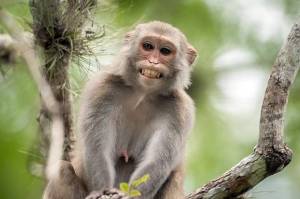 Virus Monyet Makan Korban di China, Gejalanya Hampir Mirip Covid-19