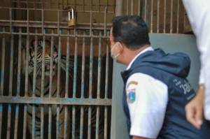 Tengok 2 Harimau Terpapar Covid-19 di TMR, Anies: Hari dan Tino Tidak Harus Buru-buru WFO