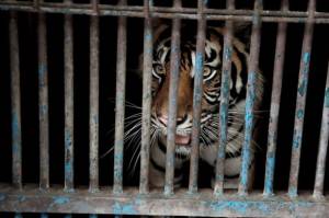 Begini Ceritanya 2 Harimau Sumatera di Ragunan Bisa Terinfeksi Corona
