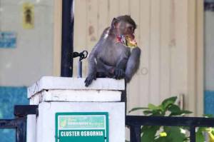 Diserang Monyet Liar, Perumahan di Harjamukti Didatangi BKSDA
