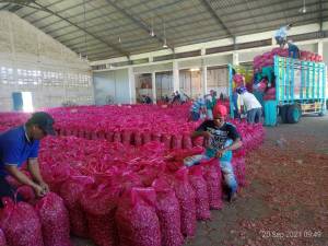 PT. Cipta Makmur Sentausa Rutin Ekspor Bawang Merah ke Thailand