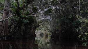 Alasan Kuat Ahli Sebut Ular Raksasa Masih Hidup di Amazon dan Kalimantan