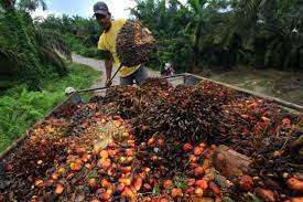 Indonesia Masih Jadi Eksportir Minyak Sawit Terbesar di Dunia