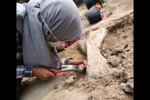 Tim Geologi ITB Temukan Fosil Koloni Hewan Purba di Waduk Saguling Bandung Barat