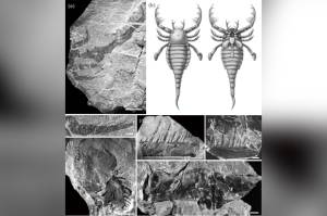 Fosil Kalajengking Laut Raksasa Ditemukan di China