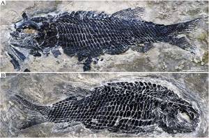 Ilmuwan Temukan Fosil Ikan Purba Bertulang Kecil Tertua di China