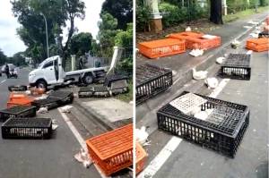 Pikap Pengangkut Ayam Kecelakaan di Serpong, Muatan Terlempar Berserakan di Jalan