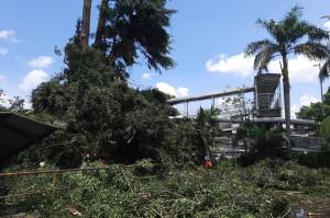 Pohon Tumbang di Jalan Otista, Arus Lalu Lintas Tersendat