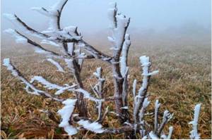 Terjadi Penurunan Suhu, Gunung Halla di Korsel Sudah Diselimuti Salju 21 Hari Lebih Cepat