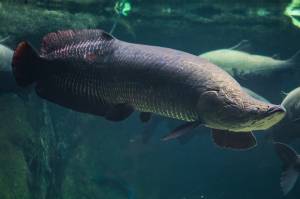 7 Ikan Air Tawar Paling Berbahaya, yang Terakhir Dikenal Suka Memakan Penis