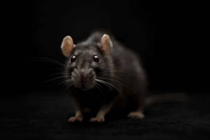 Riset Biologi Molekuler Sebut Tikus Akan Lahirkan Covid-19 Baru