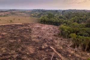 Deforestasi Hutan Hujan Amazon Brasil Mencapai 13.235 Km Persegi, Tertinggi Selama 15 Tahun