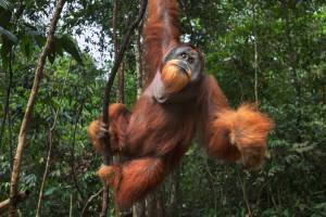 Ternyata Orangutan Sumatera-Kalimantan Dulunya Bertubuh Raksasa