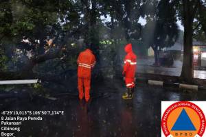 Tertimpa Pohon Tumbang di Cibinong, Wanita Asal Bojonggede Dilarikan ke Rumah Sakit