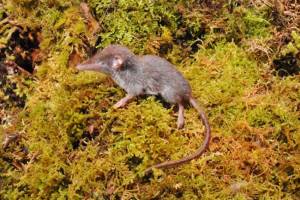 14 Spesies Tikus Baru Ditemukan di Pulau Sulawesi