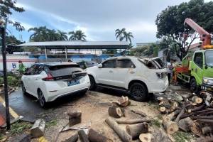Detik-detik Sopir Pajero Selamat dari Maut Pohon Tumbang di RS Pelni