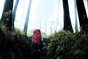 Kisah Horor Pendaki Tersesat di Gunung Pangrango Akibat Jalur Malapetaka