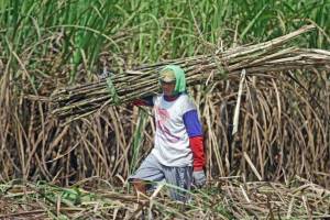 Berkat Program Makmur, Pendapatan Petani Tebu Kediri Naik Jadi Rp46,5 Juta per Hektare