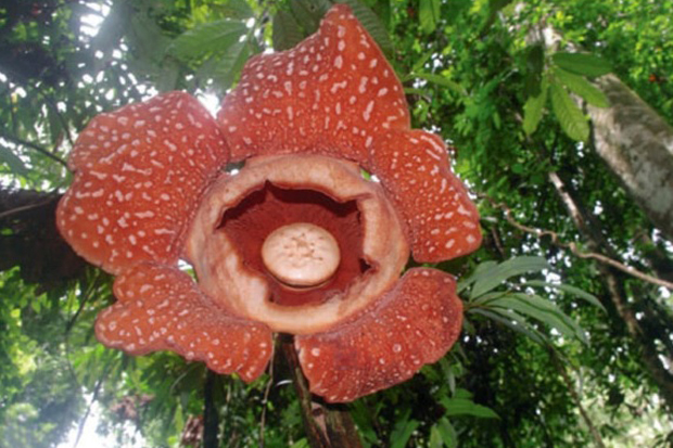 Salah satu bunga langka yang berasal dari indonesia adalah bunga