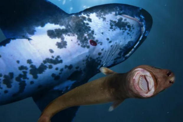 Ngeri, Ikan Alien Meneror Seluruh Mahluk Laut di Perairan Hawaii - SINDOnews