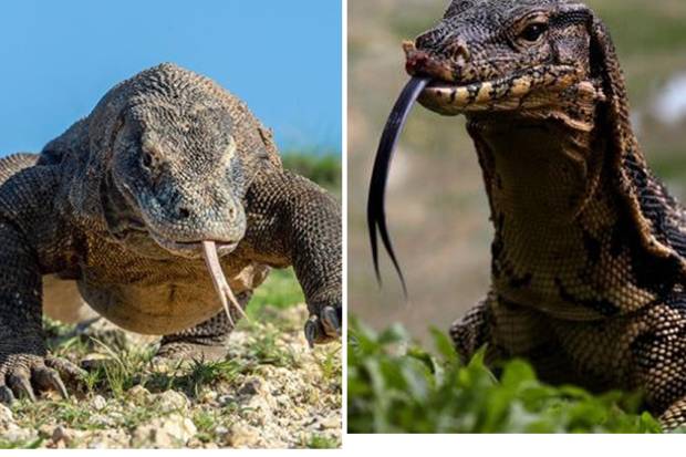water monitor lizard vs komodo dragon