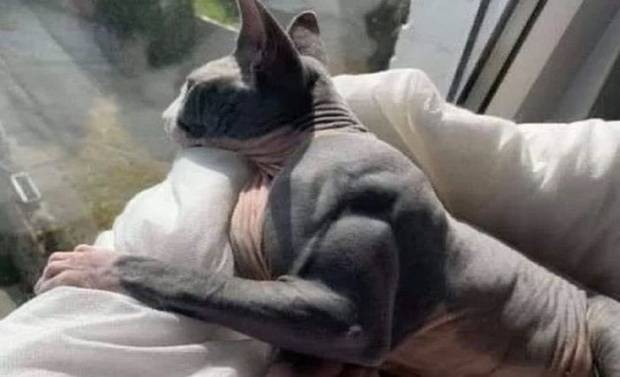Mengidap Hipertrofi Otot, Kucing Ini Jadi Perbincangan Hangat di Reddit