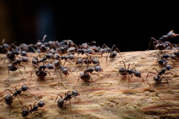 Semut Ternyata Punya Media Sosial seperti Manusia