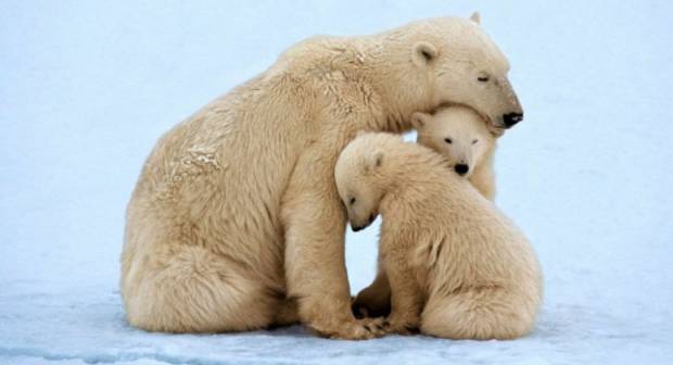 Beruang kutub dapat terlindung dari cuaca dingin karena mempunyai