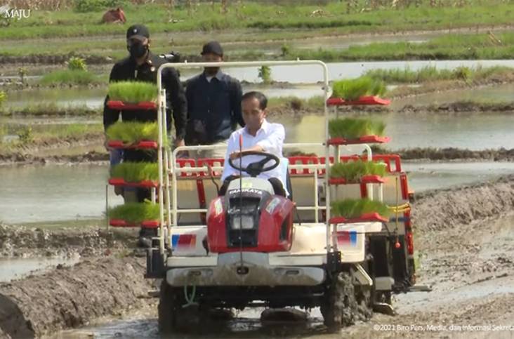 Gaya Jokowi Kemudikan Mesin Penanam Padi