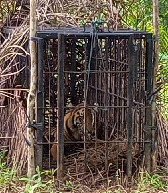 BKSDA Sumbar Evakuasi 1 Ekor Harimau Sumatera yang Masuk Perangkap