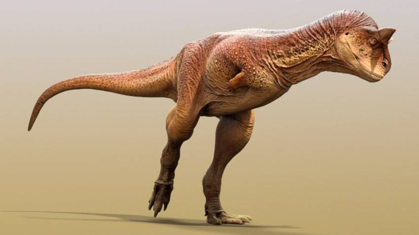 Ученые обнаружили новые виды динозавров, которые используют головы для добычи