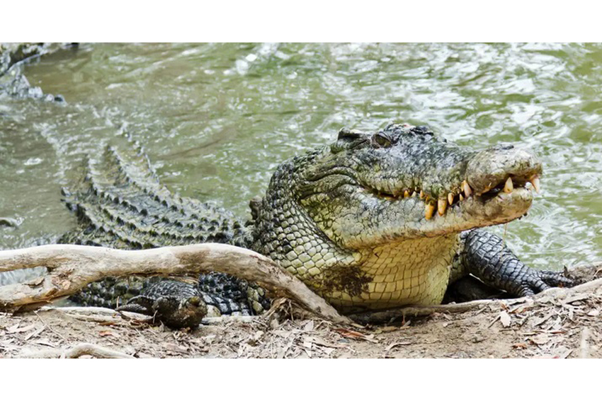 Крокодил самый опасный речной. Гребнистый крокодил. Самые опасные животные Австралии. Картинки крокодилов. Опасные животные Австралии фото.