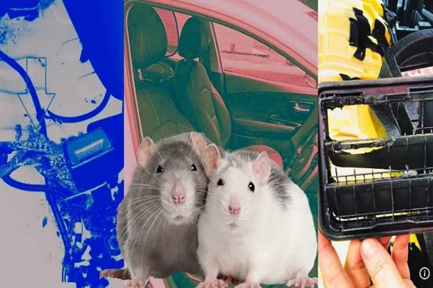 Ulah Sekawanan Tikus Rusak Mobil Listrik Hebohkan Industri Otomotif Eropa