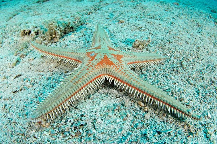 12 Spesies Bintang Laut yang Luar Biasa di Dunia