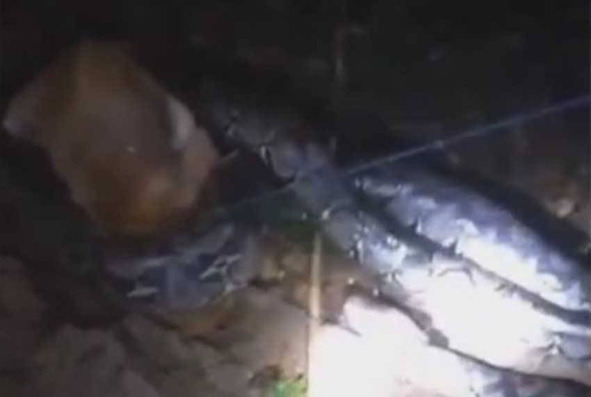 Ular Piton 7 Meter Masuk Rumah Warga, Memangsa Seekor Anjing