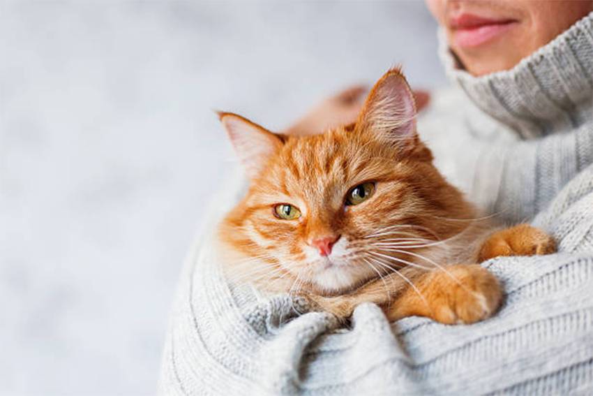 6 Jenis Penyakit yang Rentan Menyerang Kucing, Apa Saja?