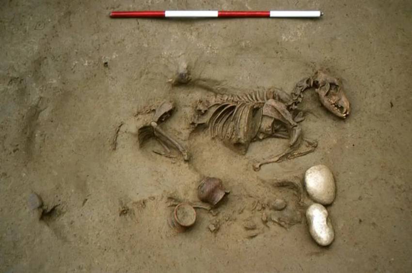 Kerangka Prajurit Romawi Ditemukan Terkubur Bersama Kuda dan Anjingnya