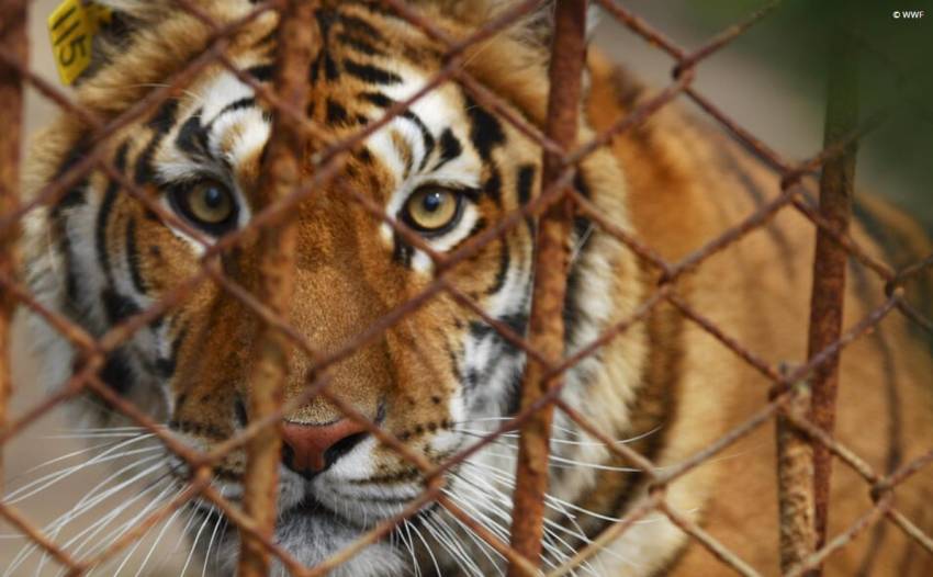 5 Bahaya Harimau Sebagai Hewan Peliharaan: Masalah Legalitas hingga Rentan Penyakit