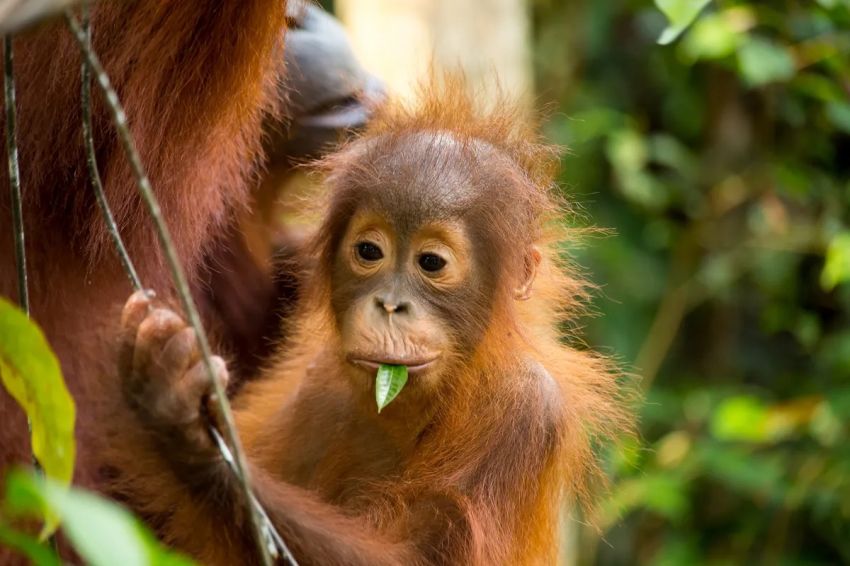 Malaysia Gunakan Orangutan untuk Kenalkan Kelapa Sawit kepada Dunia