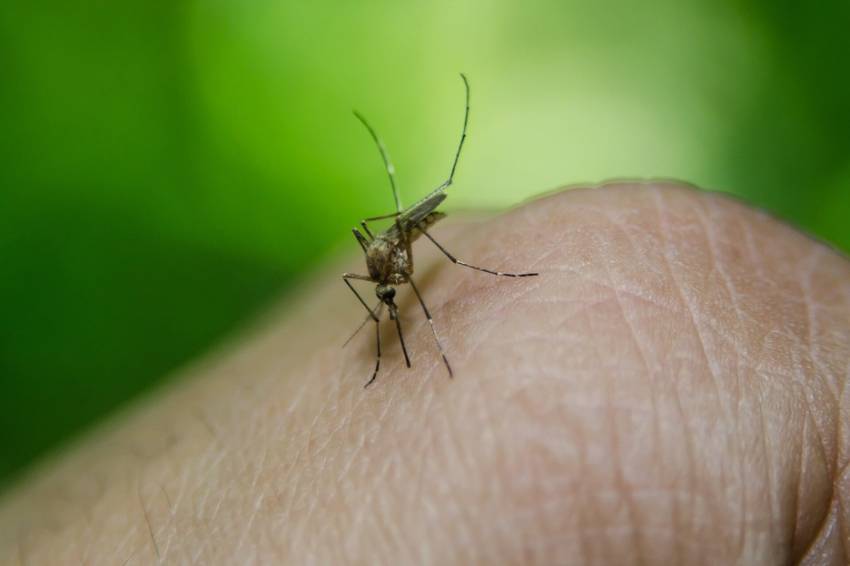 Hari Demam Berdarah Dengue ASEAN 2024, Tingkatkan Kesadaran untuk Cegah DBD