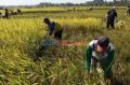 Kabupaten Pandeglang Sumbang 30 Persen Produksi Padi Banten