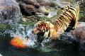 Dukung Konservasi , Jatim Park 2 Peringati Hari Harimau Sedunia