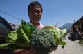 Potret Petani Sayuran Organik di Kaki Gunung Merbabu Bertahan di Tengah Pandemi