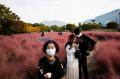 Wisata Padang Rumput Merah Muda Yang Mempesona di Korea Selatan