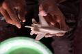 Setelah Enam Bulan Tutup, Bengkel Miniatur Pesawat Abas Suwarno Kembali Berproduksi